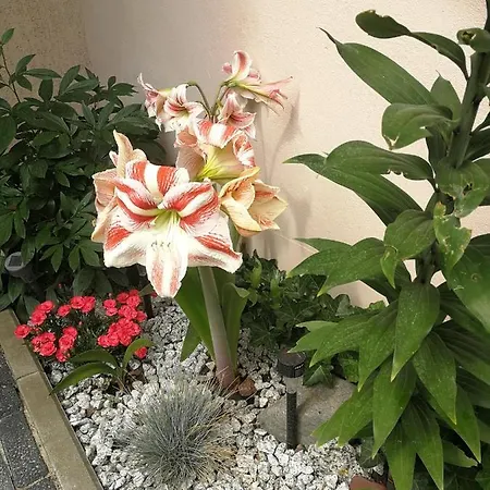 Lysica Homestay Krynica Morska