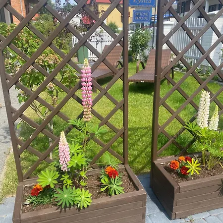 Lysica Krynica Morska