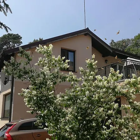 Lysica Krynica Morska