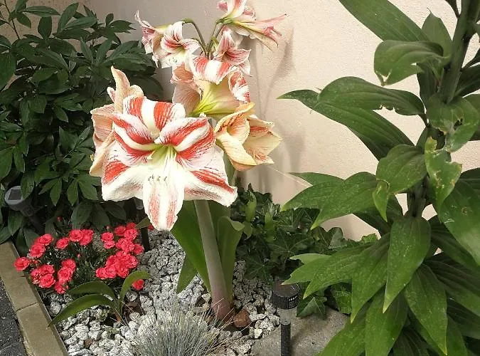 Lysica Pansiyon Krynica Morska